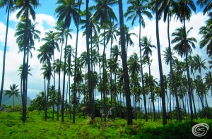 Palm Trees Copy