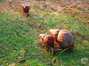 Escargot right by the beach! Kidding. We almost stepped on this family as we were going on our sunrise walk.