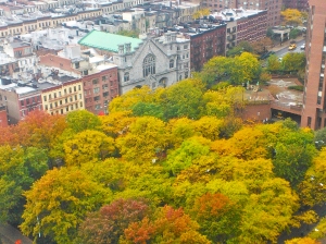 Fall foliage view from my window