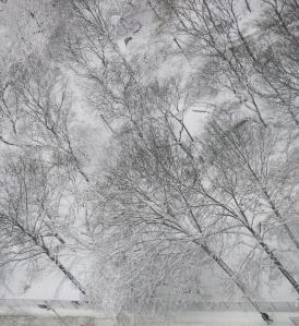 Snowy Trees Cityscape